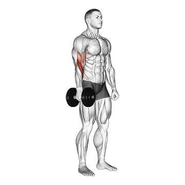 How to do Dumbbell Single-Arm Standing Hammer Curl — animated demonstration
