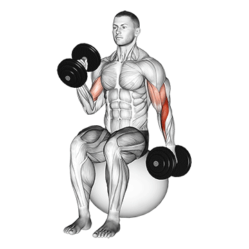 How to do Alternating Stability Ball Dumbbell Hammer Curl — animated demonstration