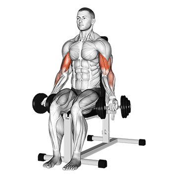 How to do Seated Dumbbell Biceps Curl — animated demonstration