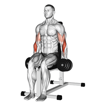 How to do Dumbbell Seated Hammer Curl — animated demonstration