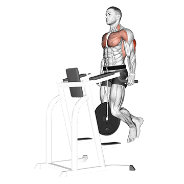 How to do Weighted Triceps Dip — animated demonstration