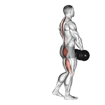 How to do Dumbbell Single-Leg Deadlift — animated demonstration
