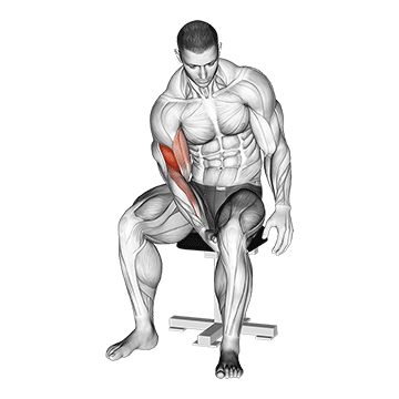 How to do Biceps Leg Concentration Curl — animated demonstration