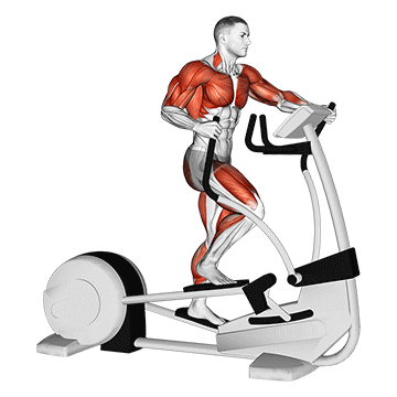How to do Walk Elliptical Cross Trainer — animated demonstration