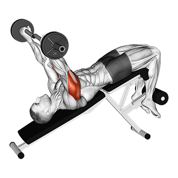 How to do EZ-Bar Decline Triceps Extension — animated demonstration