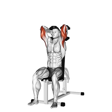 How to do Dumbbells Seated Triceps Extension — animated demonstration