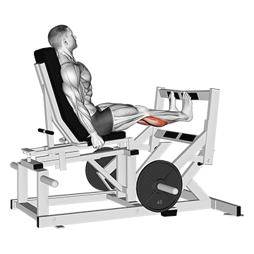 How to do Lever Calf Press — animated demonstration