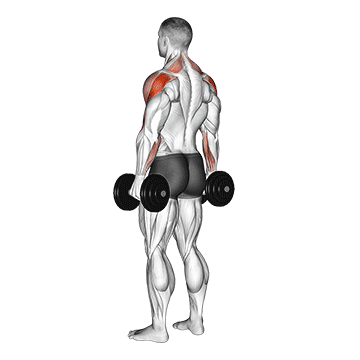 How to do Dumbbell Rear Delt Raise — animated demonstration