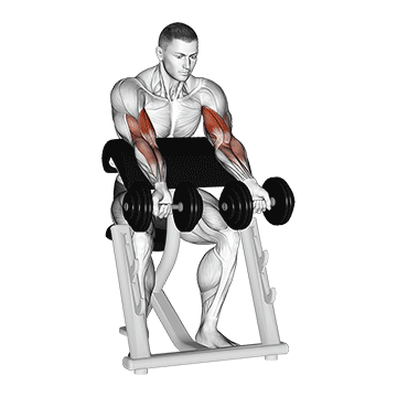 How to do Dumbbell Zottman Preacher Curl — animated demonstration