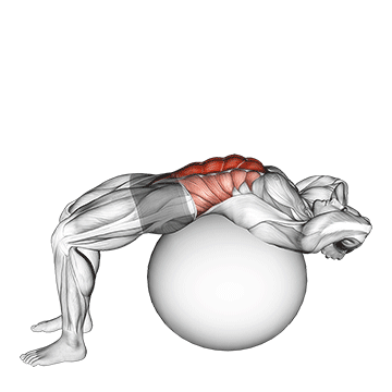 How to do Full-Range Stability Ball Crunch — animated demonstration