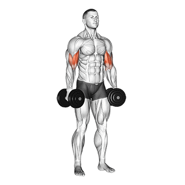 How to do Dumbbell Standing Inner Biceps Curl — animated demonstration