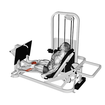 How to do Lever Seated Calf Press — animated demonstration