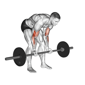 How to do Barbell Standing Concentration Curl — animated demonstration