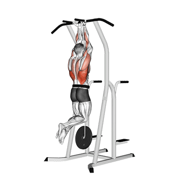 How to do Weighted Close-Grip Chin-Up (Dip Station) — animated demonstration