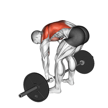 How to do Barbell Pendlay Row — animated demonstration