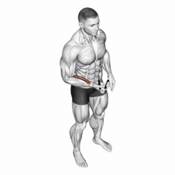 How to do Hand Gripper — animated demonstration