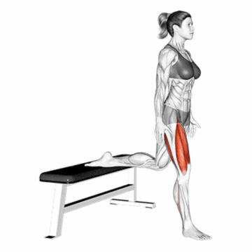How to do Bulgarian Split Squat — animated demonstration