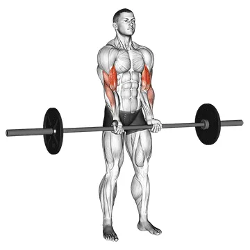 Barbell Standing Close-Grip Curl