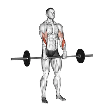 Barbell Standing Reverse-Grip Curl