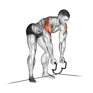 Cable Crossover Reverse Fly