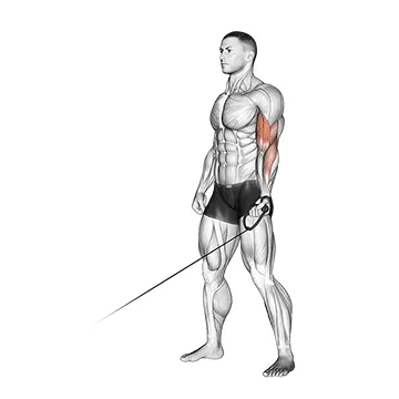 Cable Single-Arm Curl