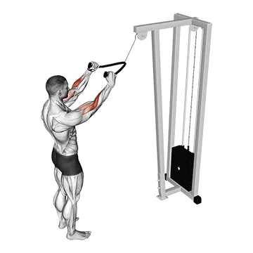 Cable Standing Pulldown (Rope)
