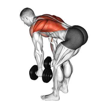 Dumbbell Bent-Over Row