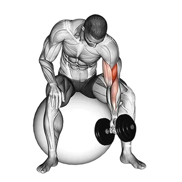 Stability Ball Dumbbell Concentration Curl