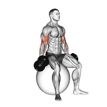 Stability Ball Seated Dumbbell Curl