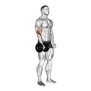 Dumbbell Standing Single-Arm Reverse Curl