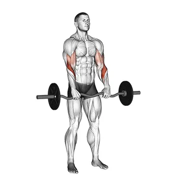 EZ-Bar Reverse-Grip Curl