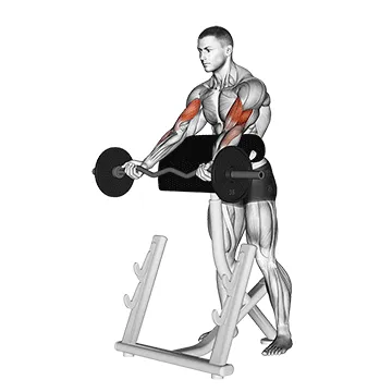 EZ-Bar Spider Curl