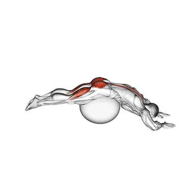 Stability Ball Reverse Hyperextension