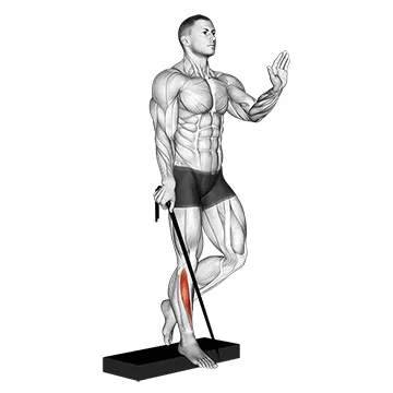 Band Single-Leg Reverse Calf Raise