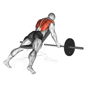Barbell Reverse-Grip Incline Bench Row