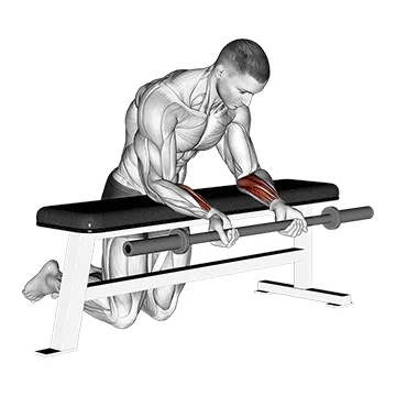 Supinated Barbell Wrist Curl on Bench