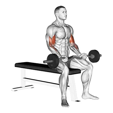 EZ-Bar Seated Curls