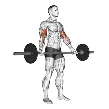 Barbell Standing Wide-Grip Biceps Curl