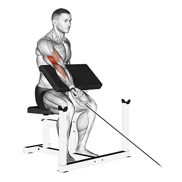 Cable Single-Arm Preacher Curl