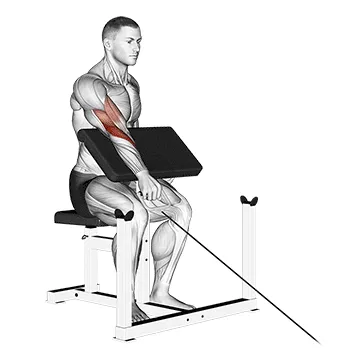 Cable Single-Arm Reverse Preacher Curl