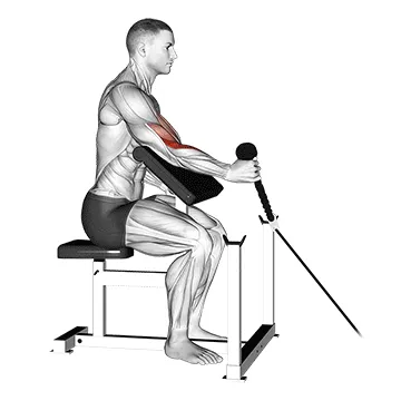 Single-Arm Cable Hammer Preacher Curl (Rope)