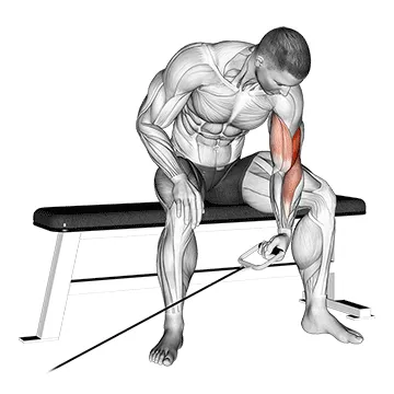 Cable Seated Single-Arm Concentration Curl