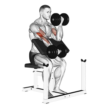 Dumbbell Alternating Preacher Curl