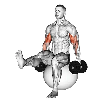 Stability Ball Dumbbell Curl (Leg Raised)