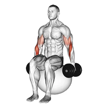 Dumbbell Hammer Curl on Stability Ball