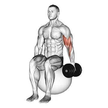 Single-Arm Stability Ball Dumbbell Curl