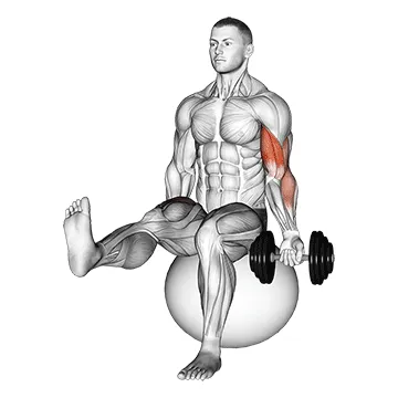 Single-Arm Stability Ball Dumbbell Curl (Leg Raised)