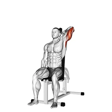 Single-Arm Reverse-Grip Dumbbell Extension