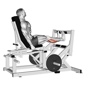 Lever Calf Press