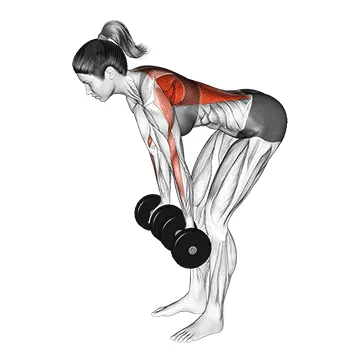 Dumbbell Reverse-Grip Row